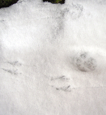 Tierspuren Im Schnee Oder Matsch Kleine Naturfreunde